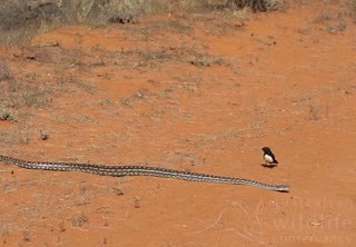 Getting too close is a misssstake. Do your bit for #SocialDistancing and stay 1.5 Pythons apart. 🐍 A stunning Murray River (or Murray-Darling) Python, a subspecies of the Carpet Python. 🎥 W Lawler / AWC at Mallee Cliffs National Park. | Australian Wildlife Conservancy