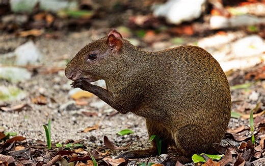 Watch a deer and agouti share lunch in adorable friendship video