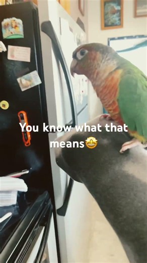 Mircowave #funny #birds #animals #trending