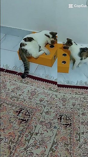 Cats vs Toy Box! 😂 Cute Playtime Moments