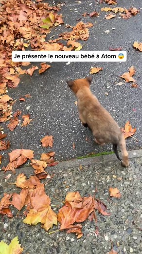 Présentation du bébé à Atom : un moment mignon