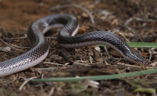 被掐住颈部也能咬人的穴蝰 Atractaspis bibronii （yt@africansnakebiteinstitute