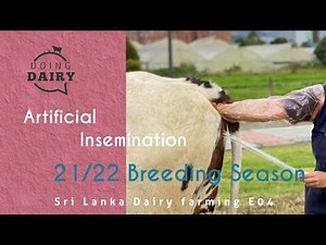Cow AI Practice (ii) | Dairy Farming in 🇱🇰 Episode 04