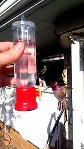 32K views · 768 reactions | Male Anna's Hummingbird | Cheryl Arslan Hummingbirds | Facebook