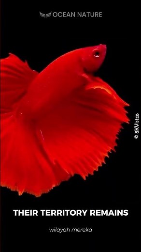 Betta fish | Why do betta fish fight? #fypシ゚viral #ocean #fish