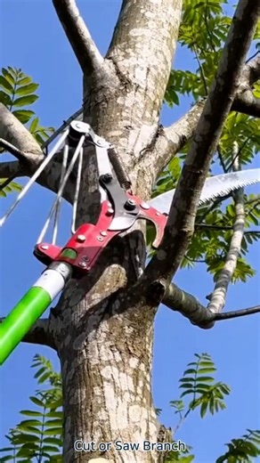 Cut or Saw Branch