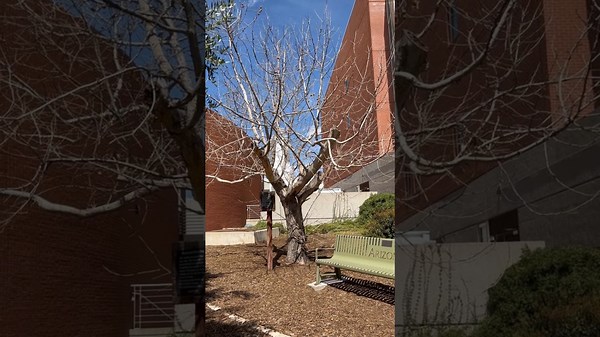 Arizona's Moon Tree!