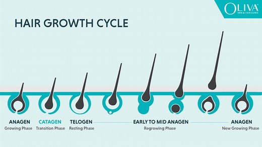 Hair Growth Cycle: Structure of Hair & 3 Stages Explained