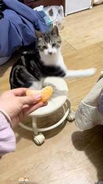 Don't feed the cat randomly. It doesn't like it.😂🤣#funny #cat #funnyvideo #foryou#youtube