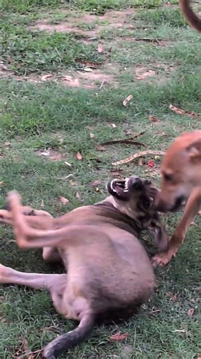 Tom & Jerry: Dog version #shorts