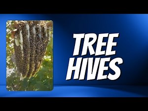 How to remove bees from trees