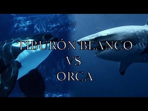 Tiburón Blanco VS Orca