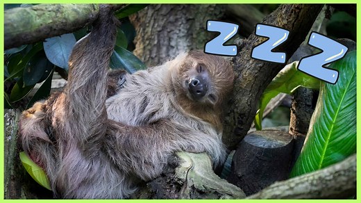 10 Animals That Sleep A Lot (Up to 22 Hours Per Day!