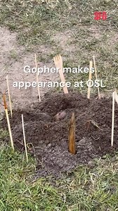 This little guy was drawing a crowd 🎥 @adampardeephoto | SFGATE