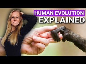 Human Evolutionary Timeline Explained