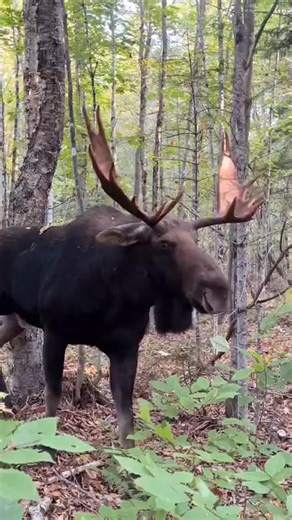 Getting run over by a bull moose was not on my list of things to do today… Extremely lucky to escape with only a few bumps & bruises. 🎥: @allagash.antlers #maine #moose #wildlife #nature #reels | The Moose Meadow