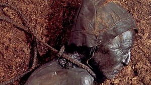 Tollund Man — NOVA | PBS