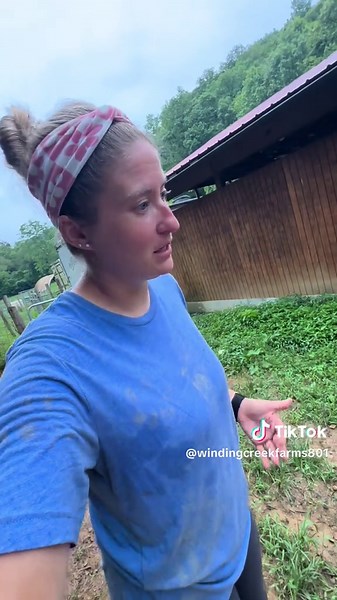 Amish Lambs: The Best Choice for Your Farm