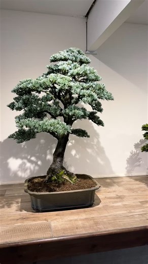 442 reactions · 10 comments | Trees ready, ready to greet our students this weekend | Greenwood Bonsai Studio | Facebook
