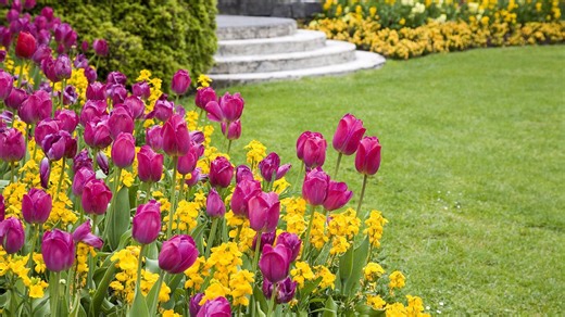 7 Great Gardening Tips for Growing A Field of Tulips