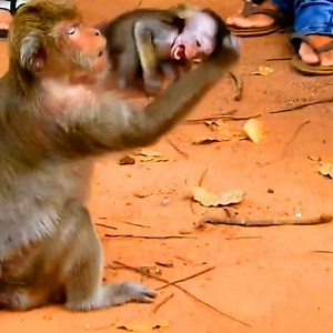 36K views · 1.4K reactions | Million tear drop bad monkey attacked poor baby monkey cry terrified - What wrong? | Newly Monkey | Facebook