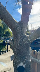 Break cut | Tree ing