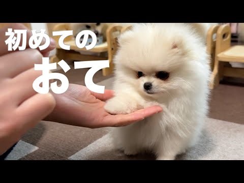 Pomeranian puppy learning to hold