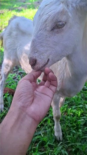 Goat sounds #beautifullgoats #animals #subscribe