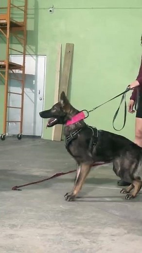 German Shepherd Bite work protection training puppy 🐶 #shortsfeed #puppies #protection