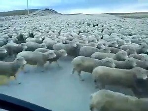 4.6K views · 54 reactions | Mesmerizing to watch: Thousands of sheep just follow where the herd is going. | Lunti | Facebook