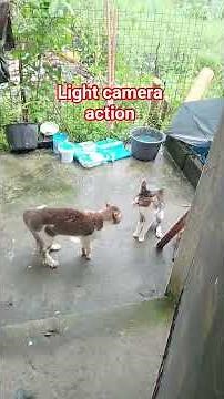 cat shoot cat argue #highlights #catfighting