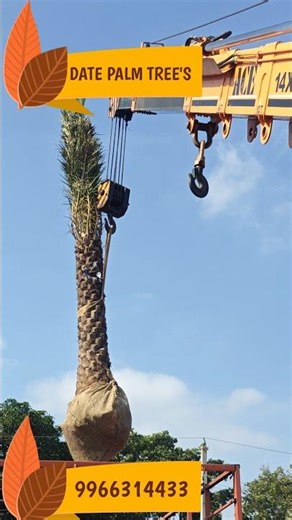 Date Palm Trees for Farm House & Roadsides #shorts #viralshorts #ytshorts