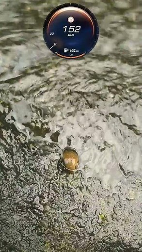 Turbo: The Fastest Snail in the World! 🐌💨