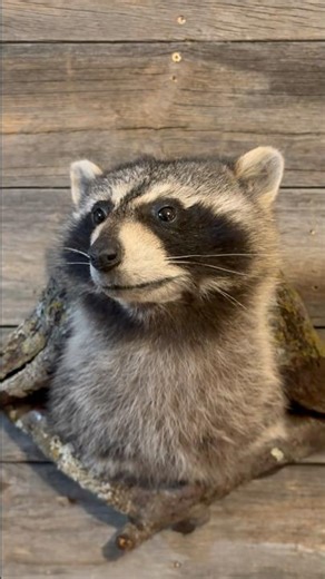 Taxidermy Raccoon Shoulder Mount