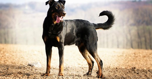 The Beauceron Dog Breed: History, Temperament, and Care Guide