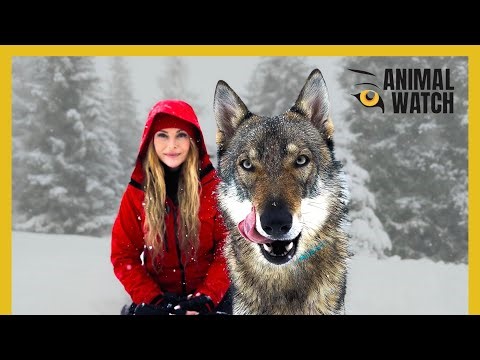 CZECHOSLOVAKIAN WOLFDOG - Powerful Army Dog, Pet & Olympic Gold Medallist