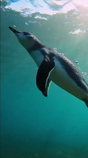 Experience the heartwarming daily lives of adorable Fairy Penguins in the wild 🐧