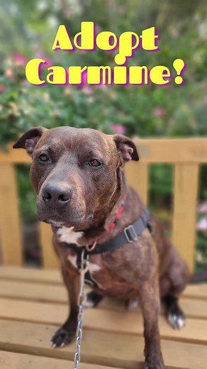 2.7K views · 73 reactions | Adopt everyone’s favorite brindle boy…Carmine Visit www.sammyshope.org/dog-app if you’re interested in meeting Carmine! #SammysHopeLove #adoptdontshop #rescuedog | Sammy's Hope | Facebook