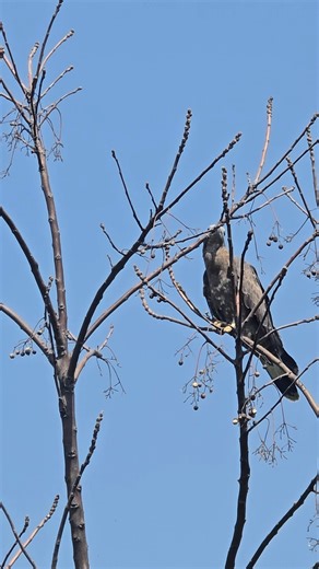 13K views · 388 reactions | This is Oriental honey buzzard, hawk 礪#hawk #eaglepower47 | Eagle power | Facebook