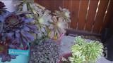 Fire-Resistant Landscaping with FormLA Landscaping