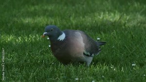 Common wood pigeon feeding on herbs and grass, close-up