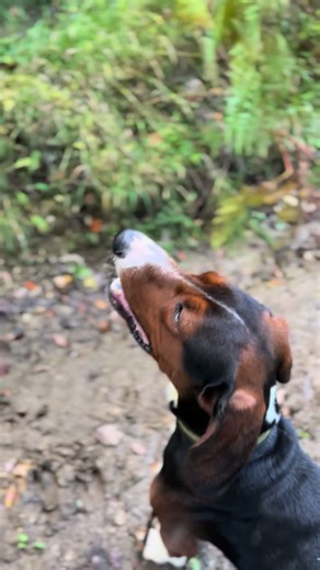 Lov na divlje svinje: Avanture i zabava