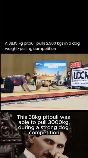 Pitbull Pulls 3000 KG in Competition