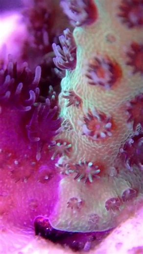 Exploring Acropora millepora Chimeras in Reef Tanks