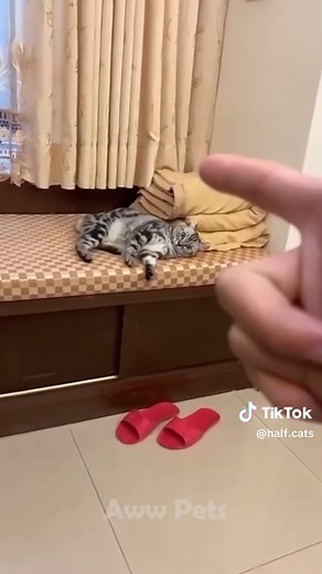 Half-Life Cat Memes: Part 7 - Hilarious Scientist Cat Edition!