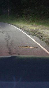Here are some vipers from an awesome night of cruising earlier this summer. With all of the rain that we have been having, I think snakes were taking advantage of this hot evening to get to where they needed to go! #snakes #reptiles #animals #copperhead #rattlesnake #timber #viper #venom #nature #critters #creatures | Will Robertson's Wildlife
