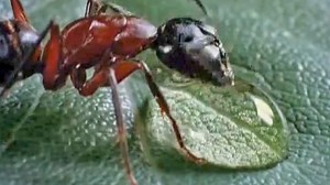 Microcosmos: Le peuple de l'herbe Bande-annonce VF