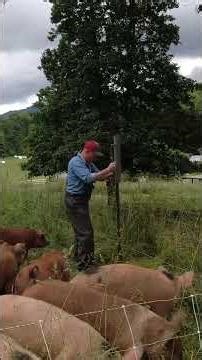 DIY pig watering system: 50‑gallon barrel, pig nipples & float valve setup