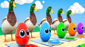 老麦克唐纳   惊喜蛋歌曲 | 动物和鸡蛋会选择什么颜色？！| 童谣 玩具和颜色