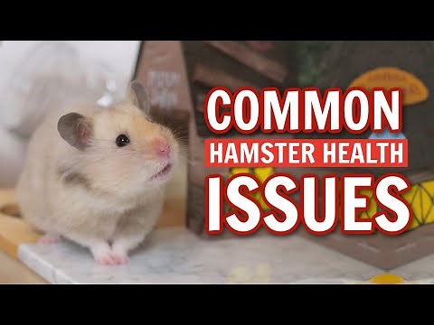 Common Hamster Health Issues